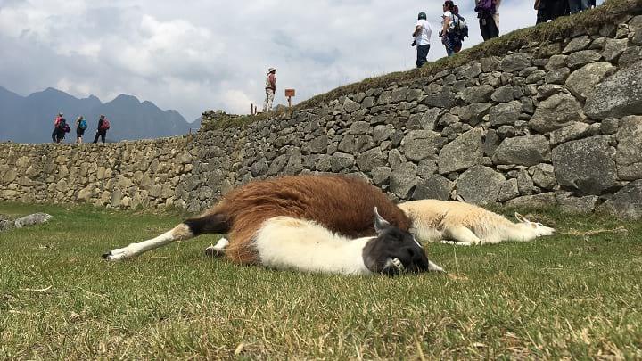 /images/writing/trip-report-choquequirao-to-machu-picchu/img-34.jpg